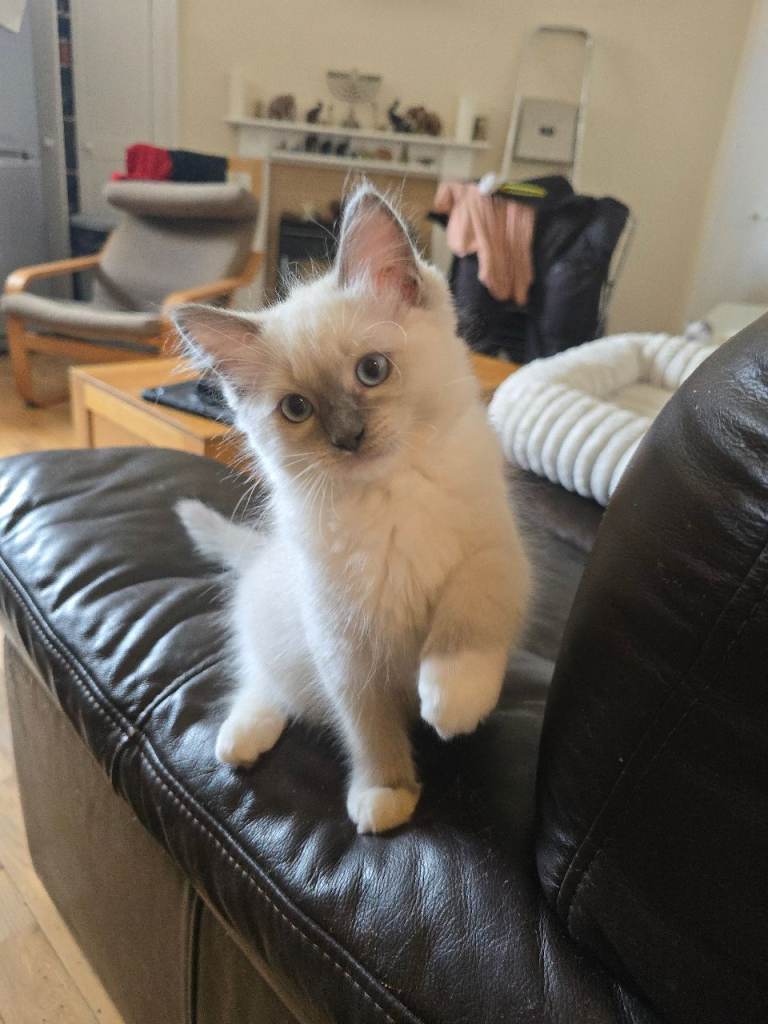 Beautiful Pure Ragdoll Kittens (available now)– Raised with Love – Edinburgh (PH64AD)