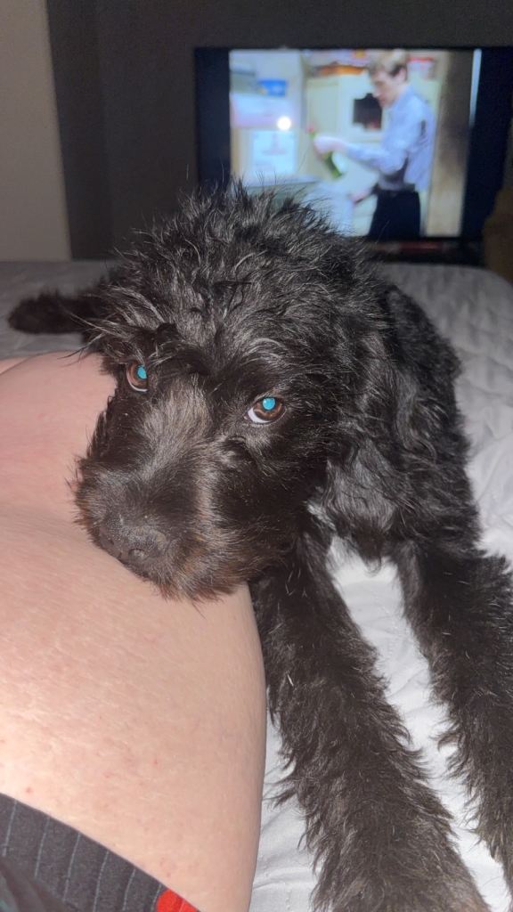 Adorable Female Cockapoo Puppy Looking for a Loving Home
