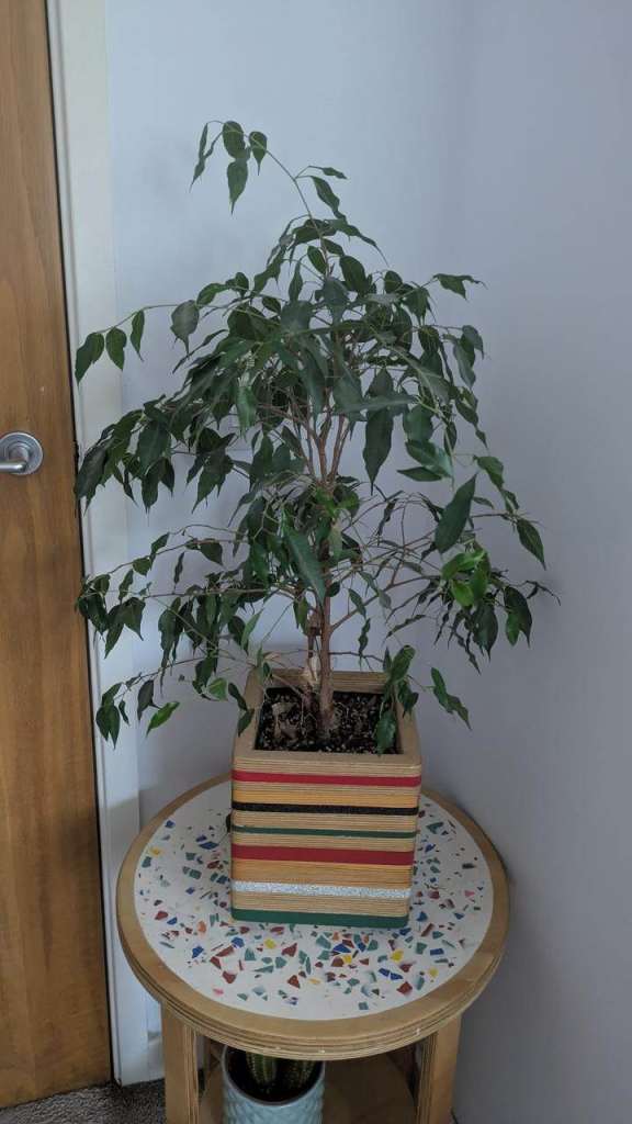 Ficus retusa (indian laurel) 60cm