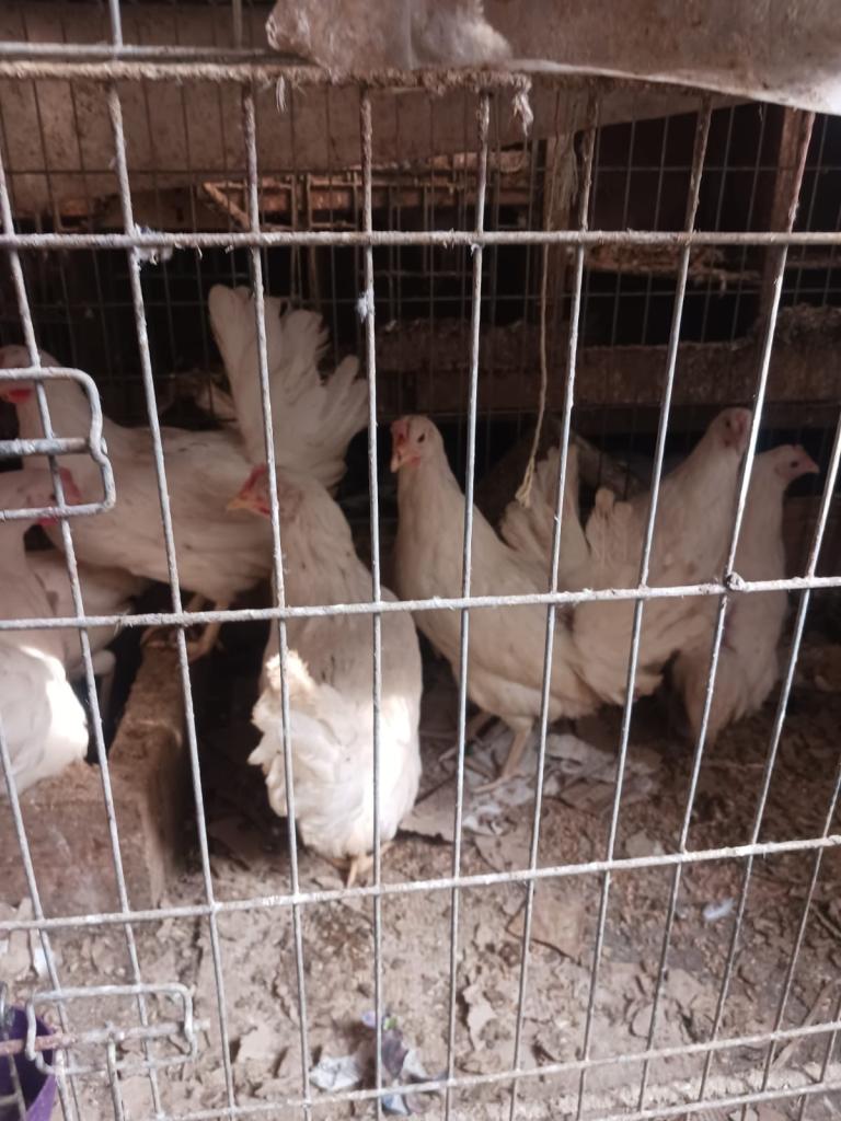 Chicken for sale 