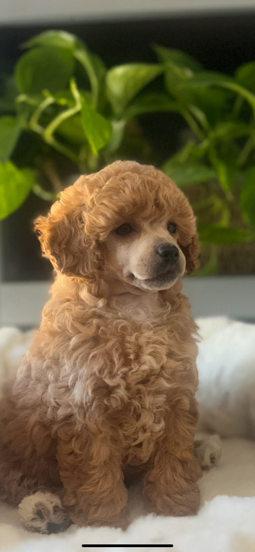 Toy Poodle puppies ready to go 