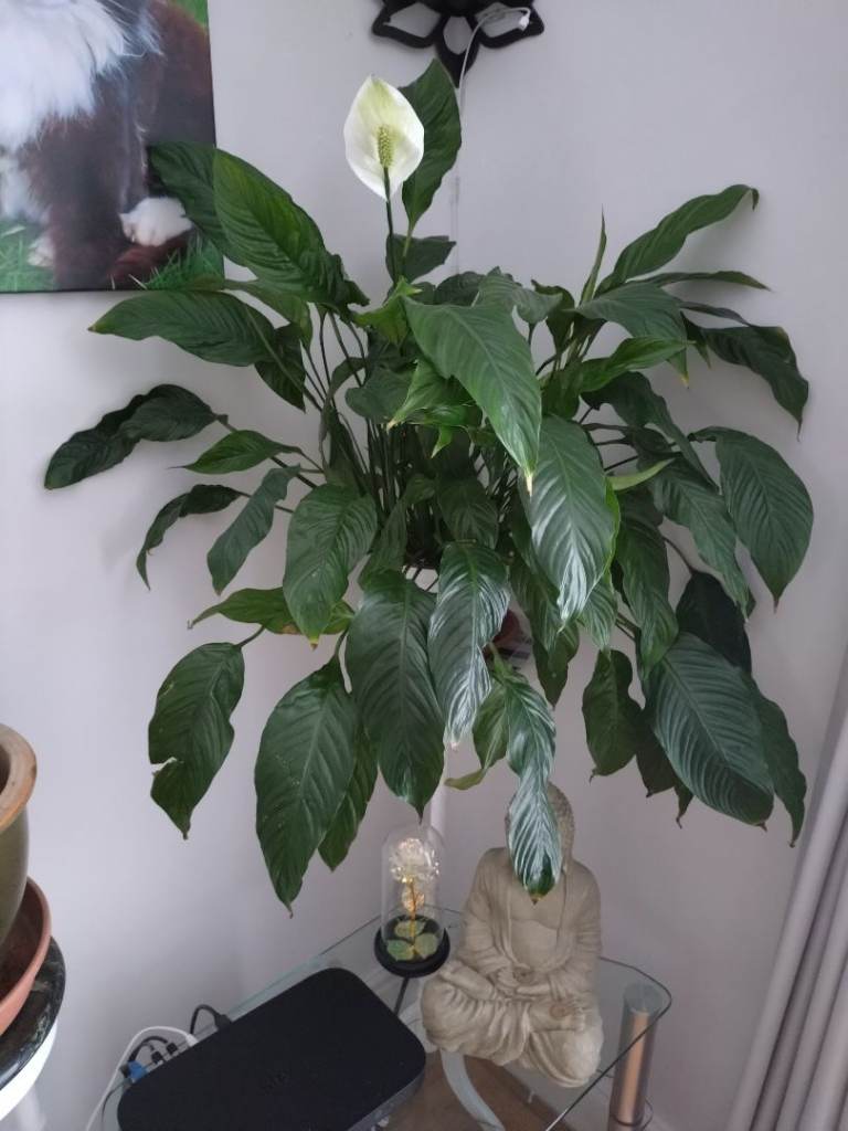 Peace lily in pot