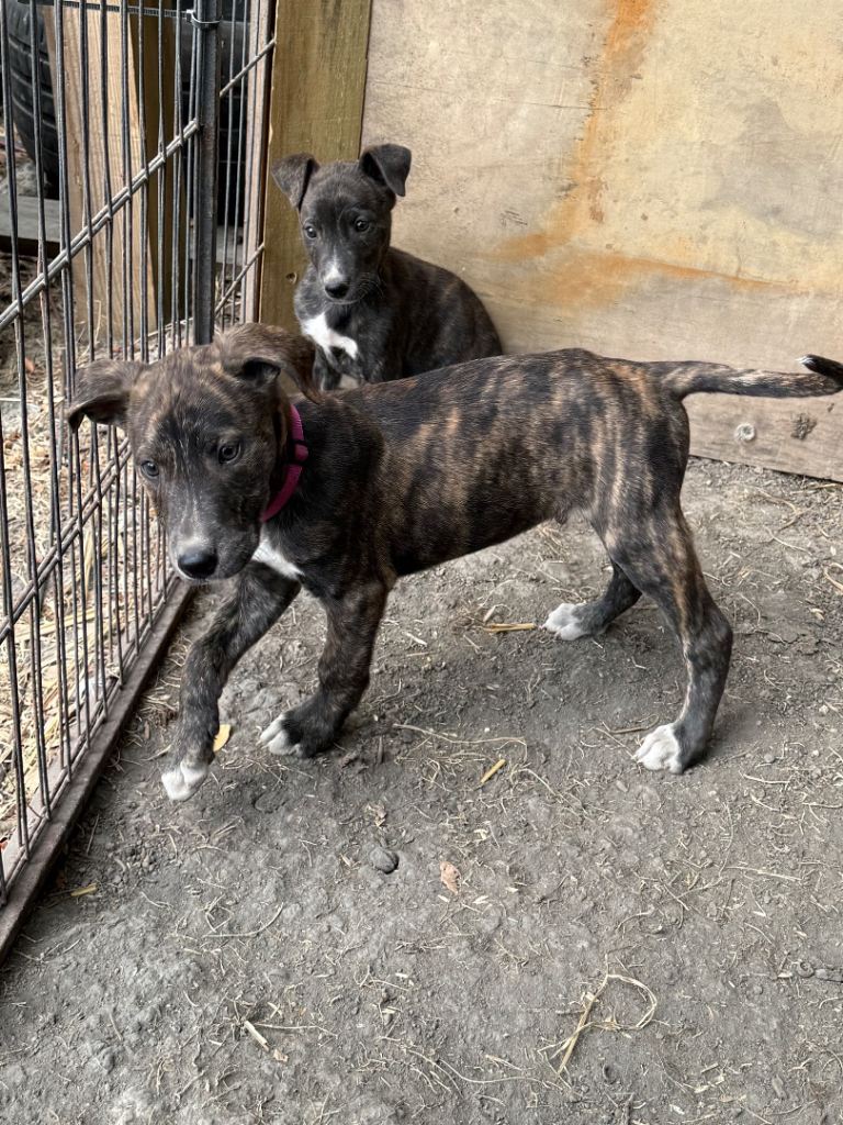 5 Beautiful Boy Lurcher Puppies