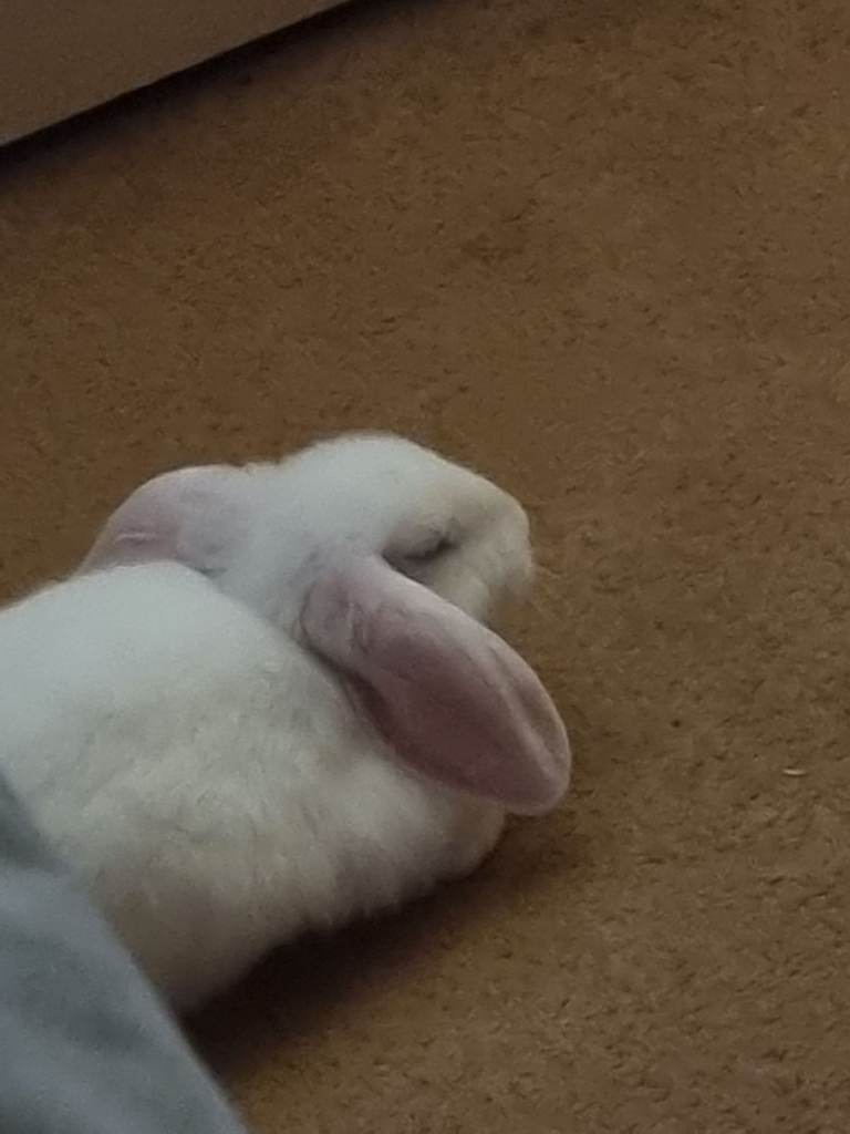 Lop bunny