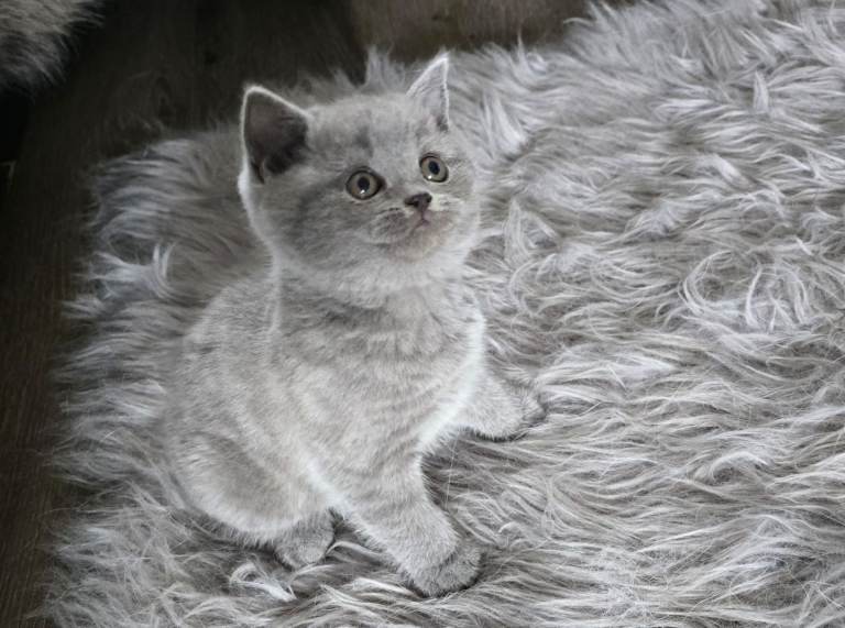Two British Blue kittens 