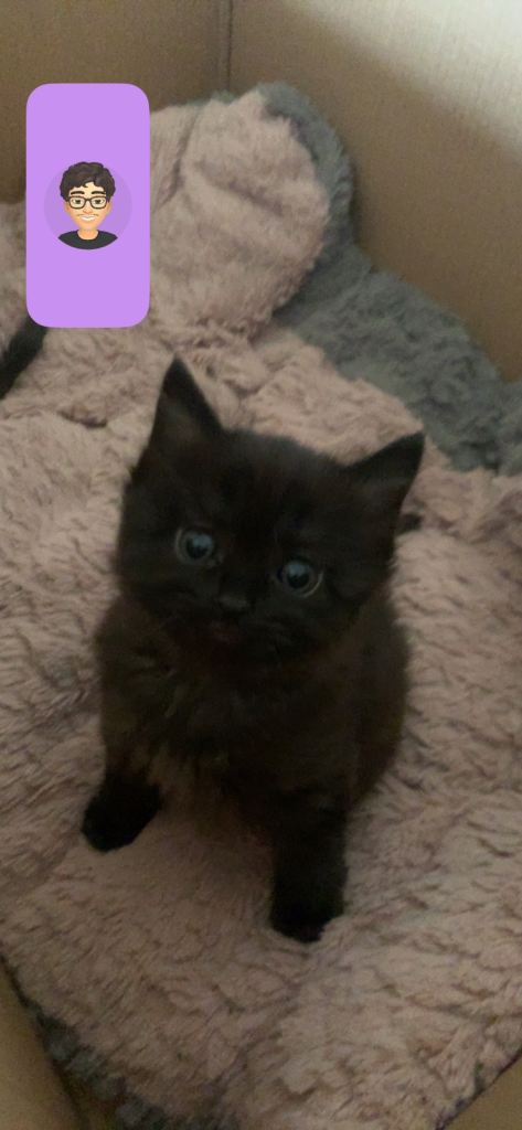 Two Kittens for sale 1 for £100 2 for £160