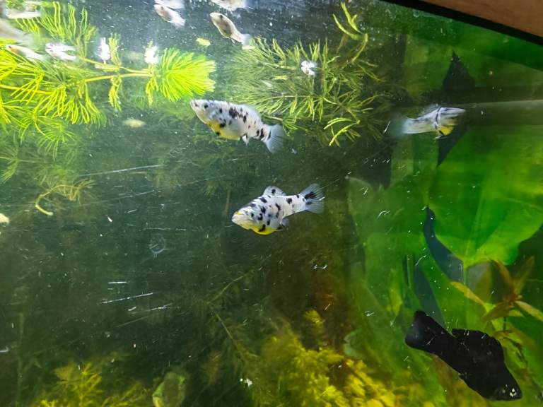 Dalmatian Mollie's and Bristlenose Plecs