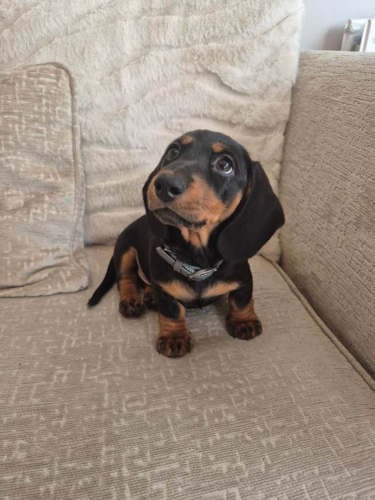 11 weeks old male dachshund 