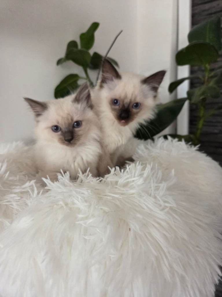 Little kitten 