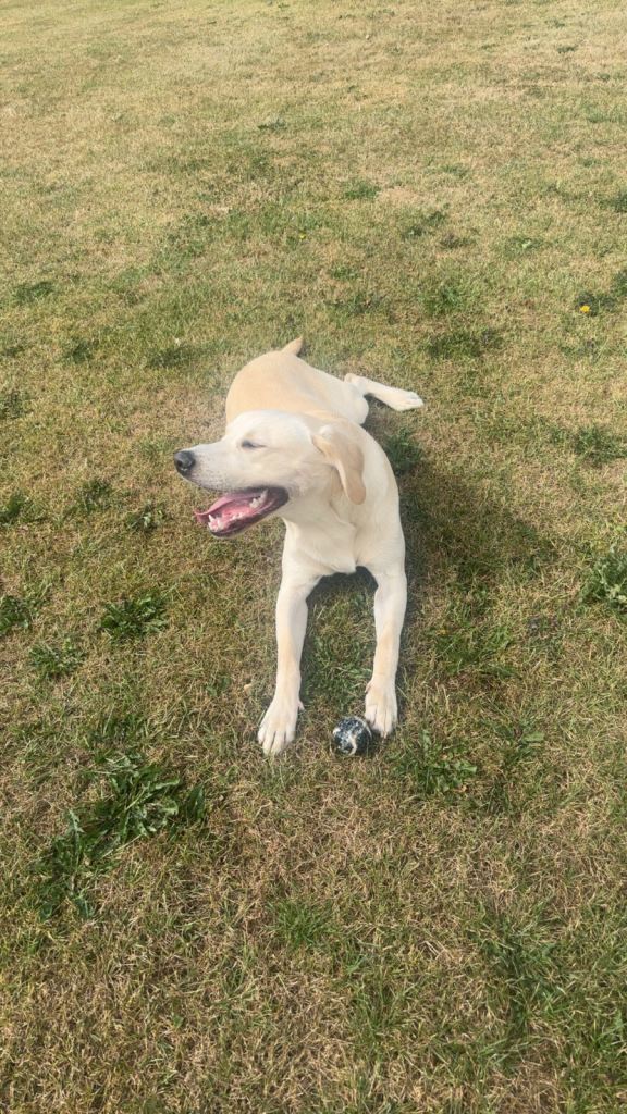 image for 15 month old lab 