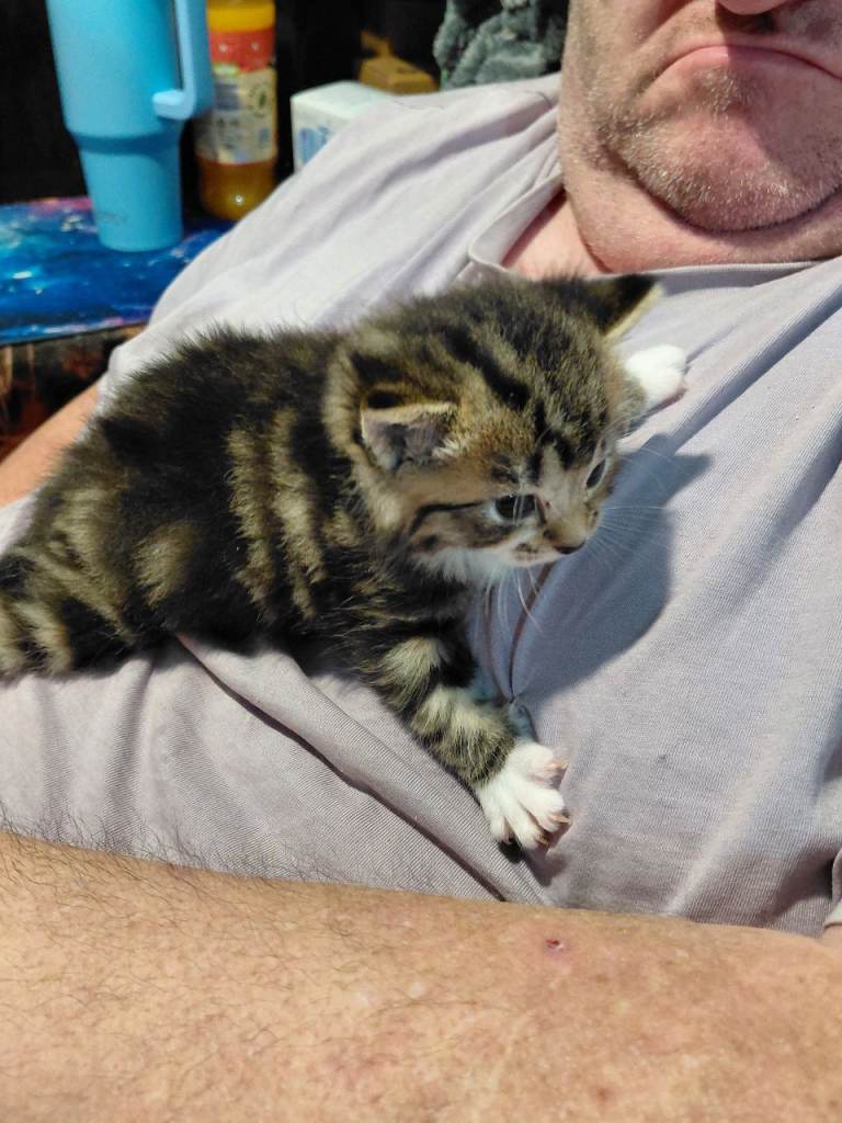 Kitten