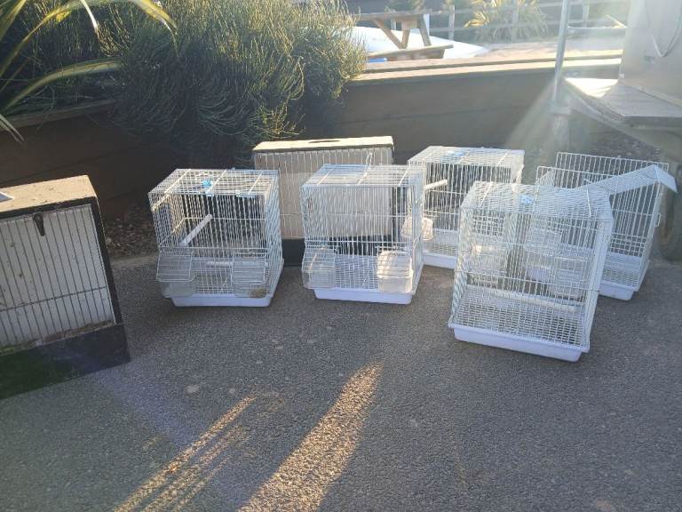 Bird cages 