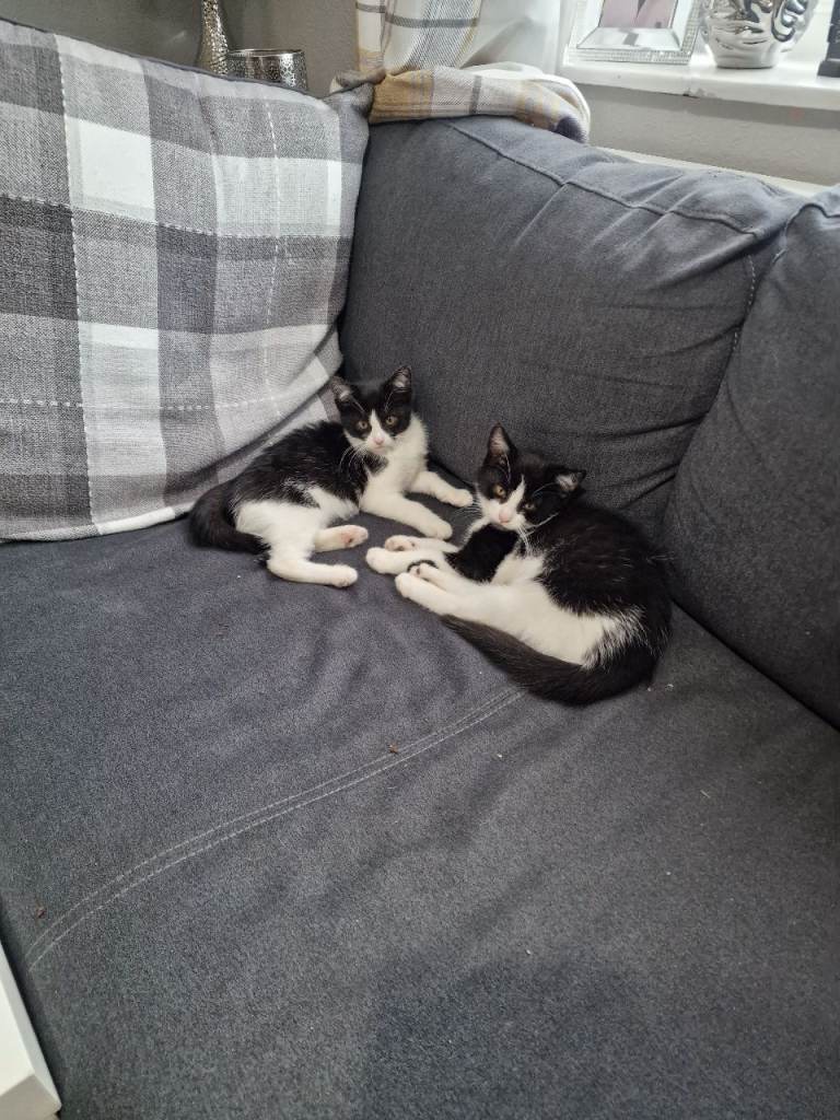 3  kittens 😸 