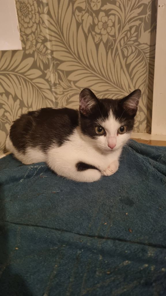 Kitten