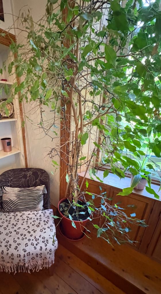 8ft Tall Indoor Tree Plant