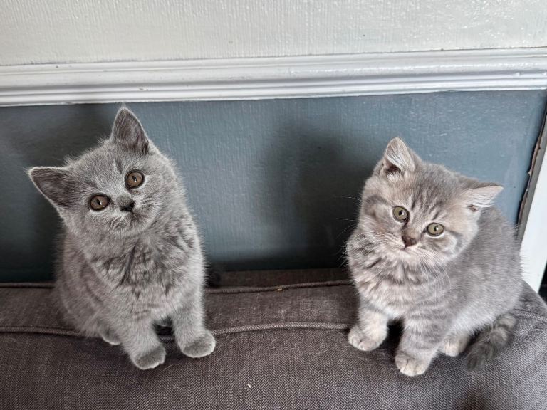 Beautiful British shorthair kittens READY to leave 
