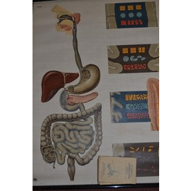consider swap Anatomy 1969 poster inner main organs DRESDEN MUSEUM