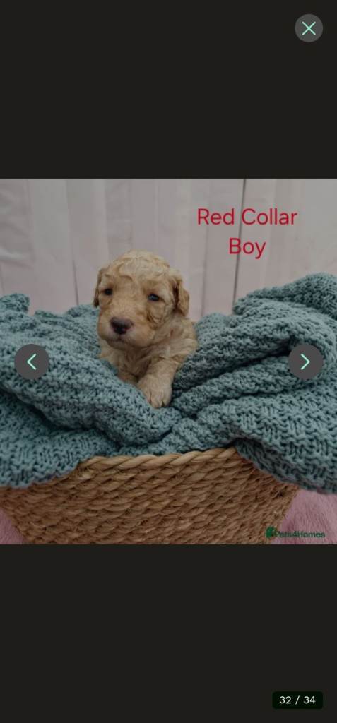 Mini Golden Doodle Puppies Boys