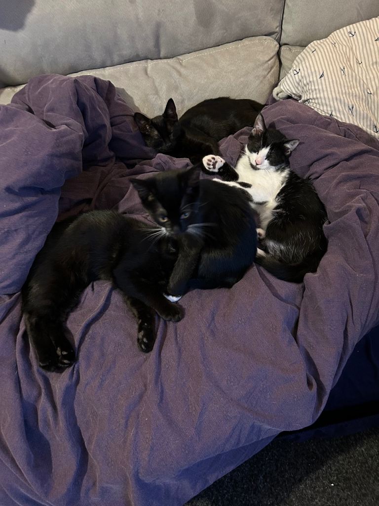 13 weeks old Kittens ready for new homes 