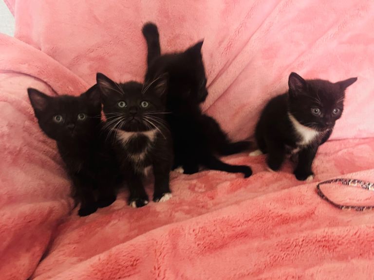 Ready now Kittens half Russian blue 