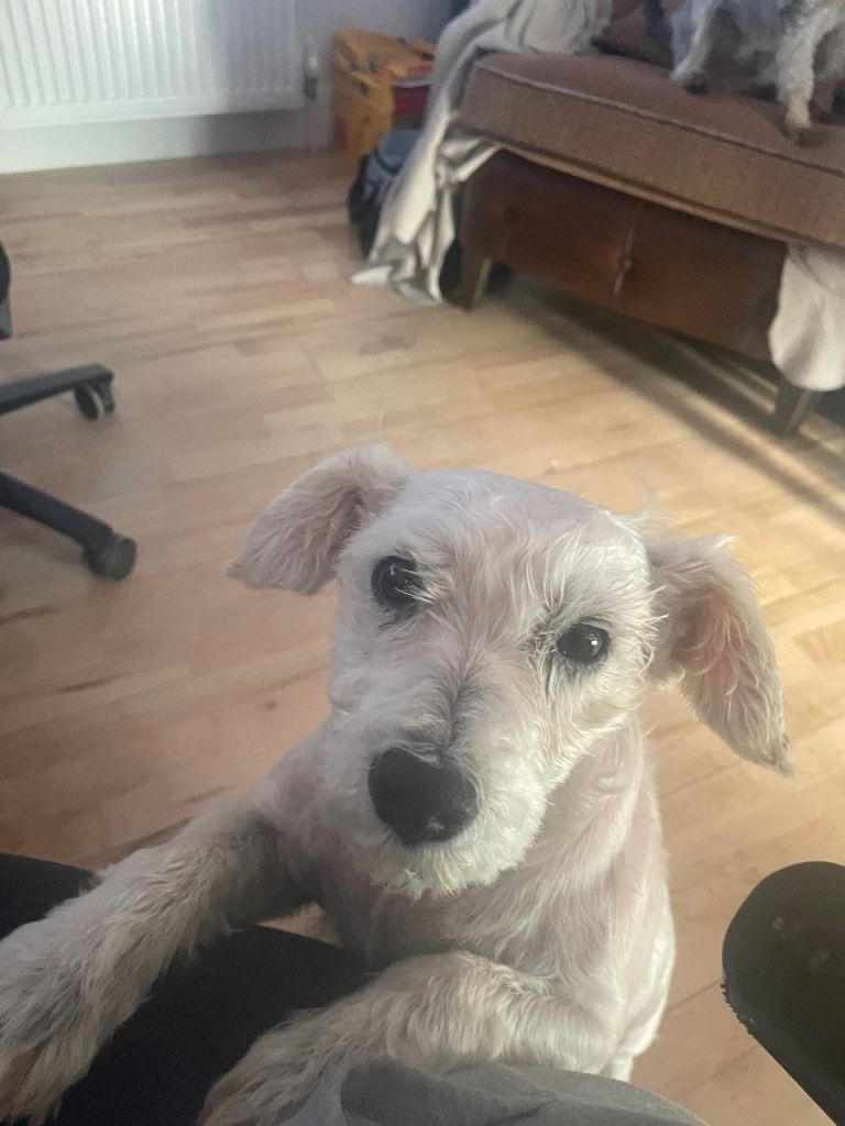 Re-Homing Mini Schnauzer