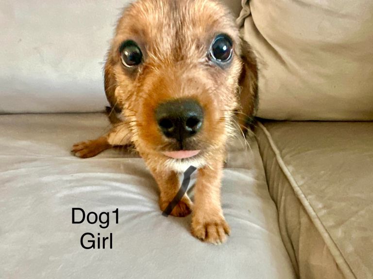  2 female Cavajack puppies 12 weeks old