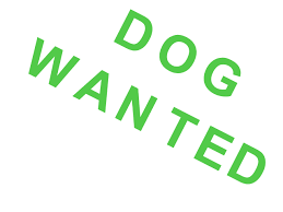 Small Breed Dog wanted
