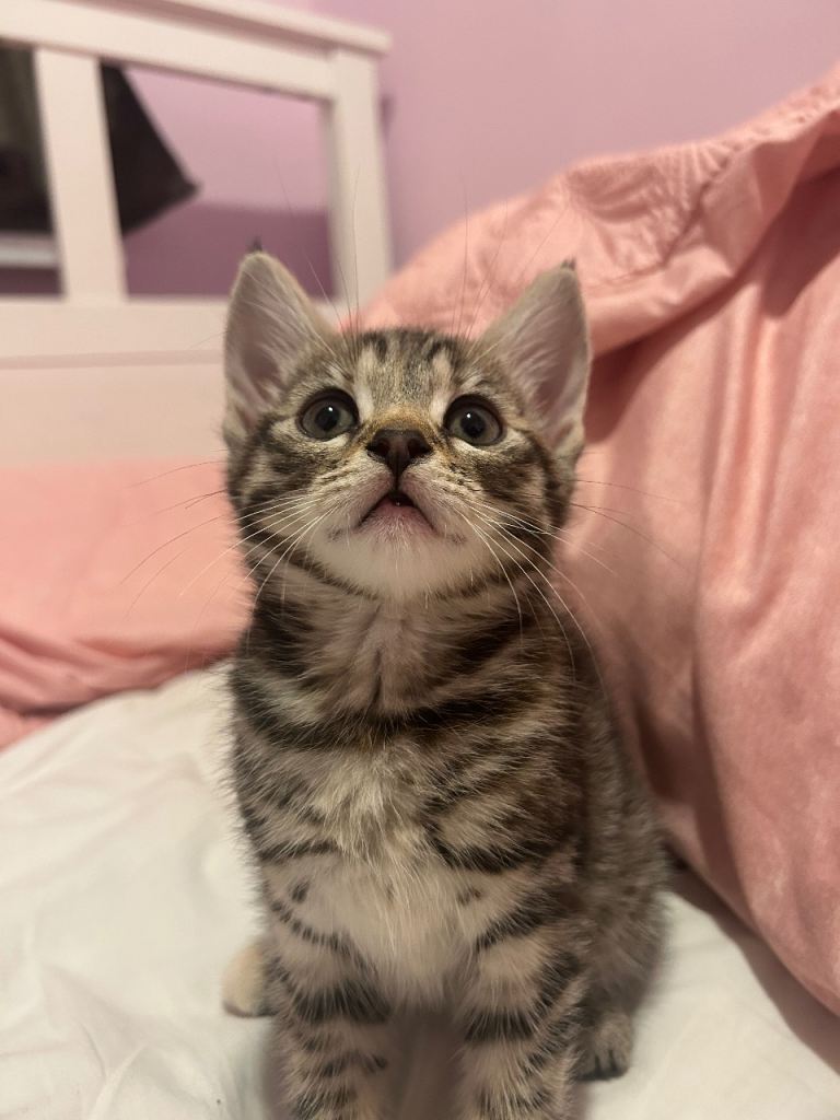 Cute playful kitten