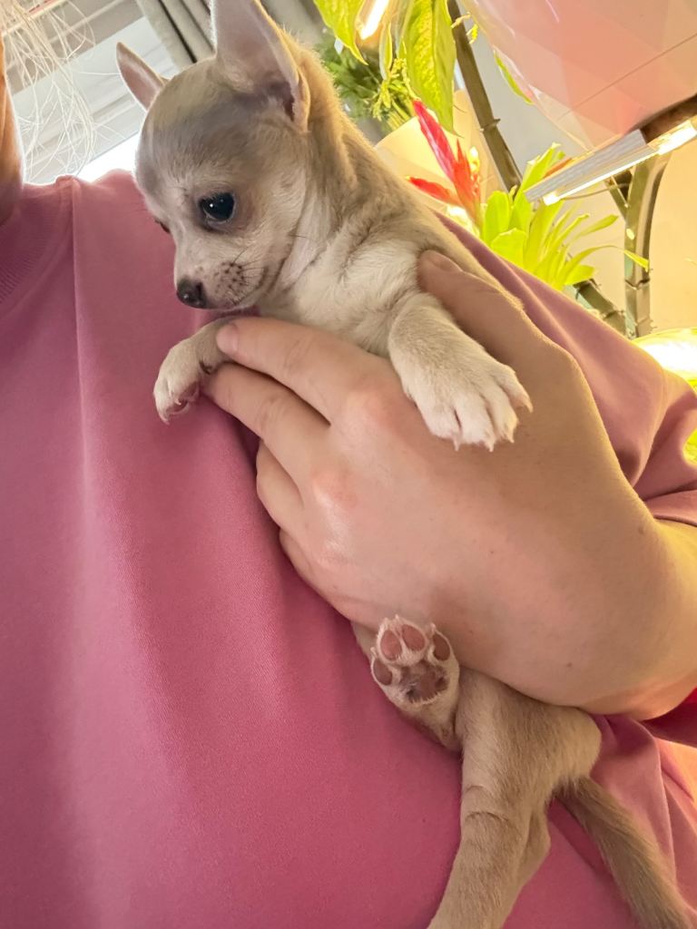 Beautiful Chihuahua Girl Looking for Her Forever Home!