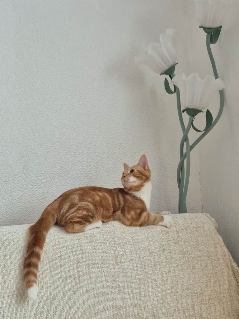 Ginger boy cat