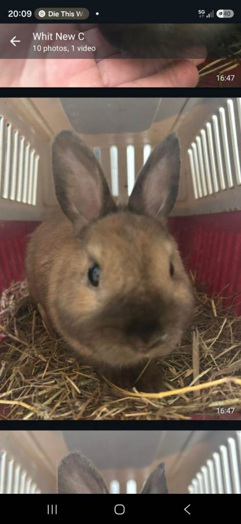 Rabbits Netherland dwarf cross