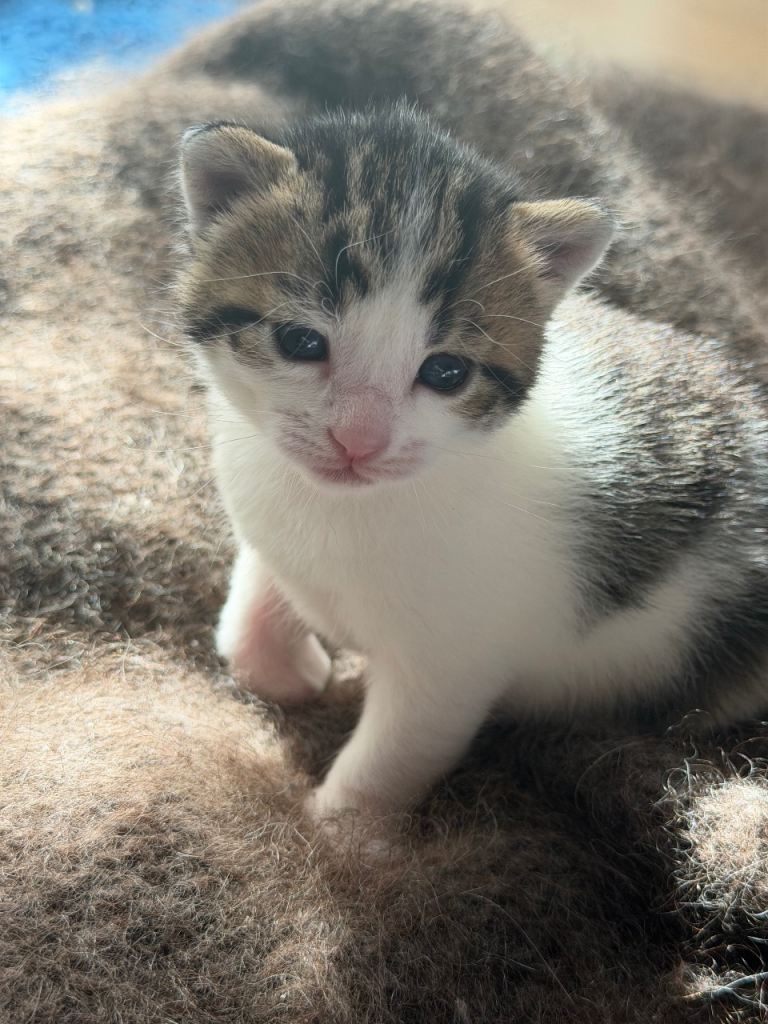 2 beautiful female Kittens for sale 