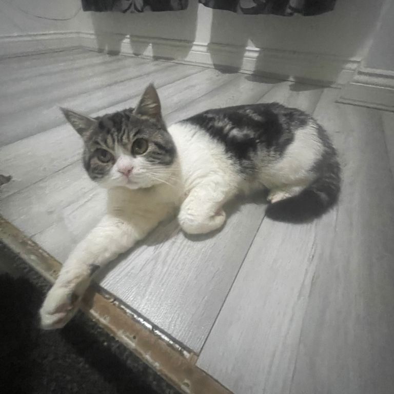 Persian mix breed rehome