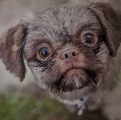 Shih Tzu puppies