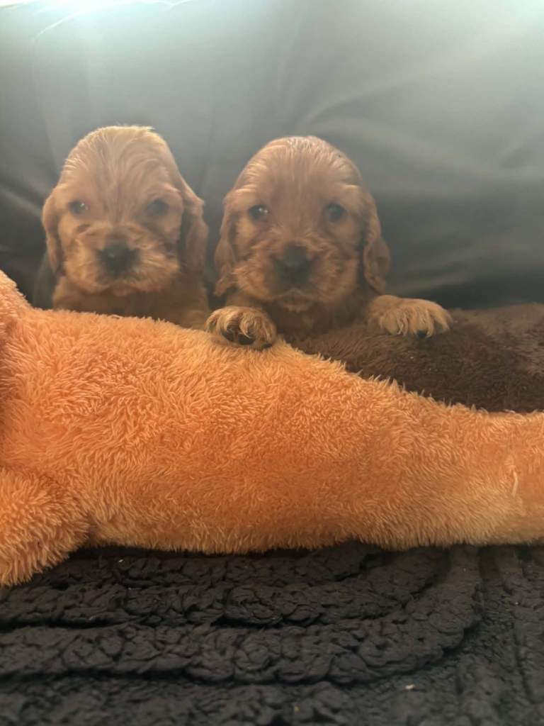 Kc reg show type cocker spaniel