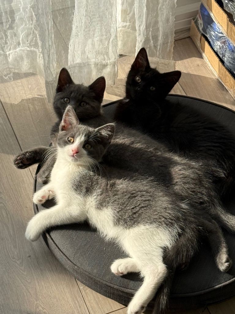 4 kittens for sale 