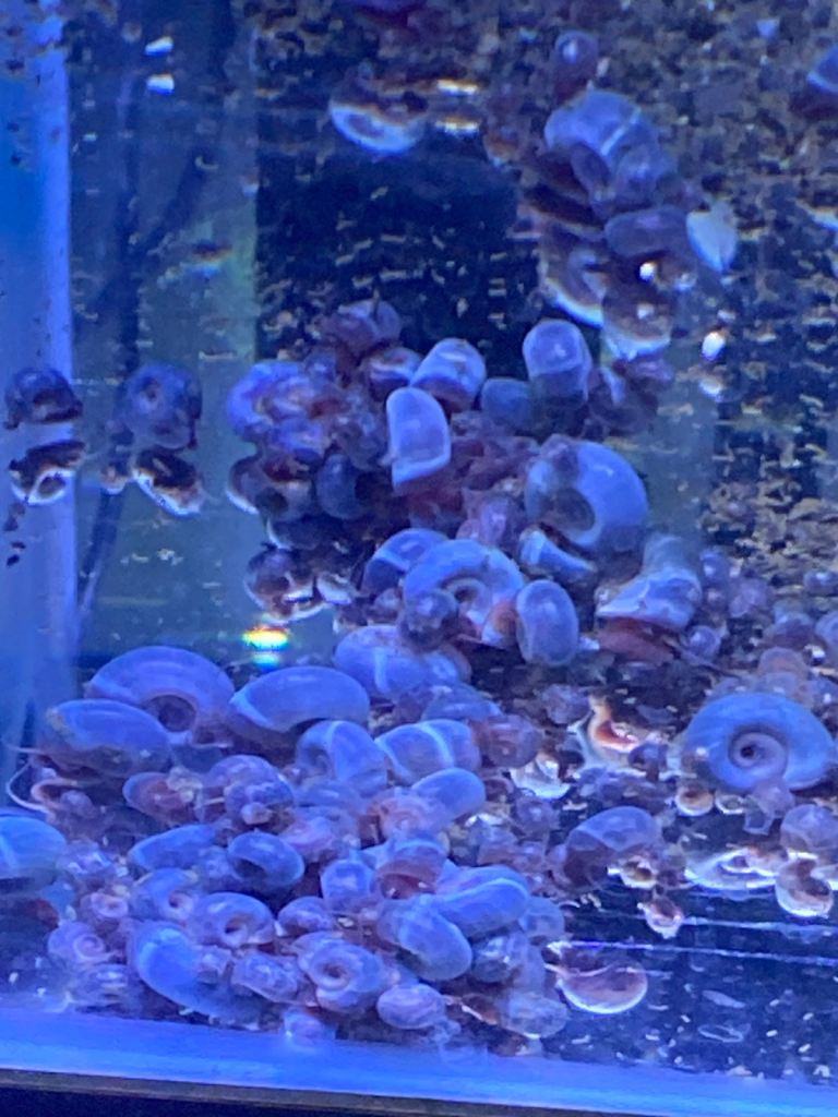 Snails for aquarium