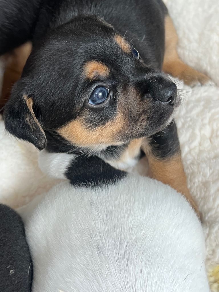 Jac Russell puppies