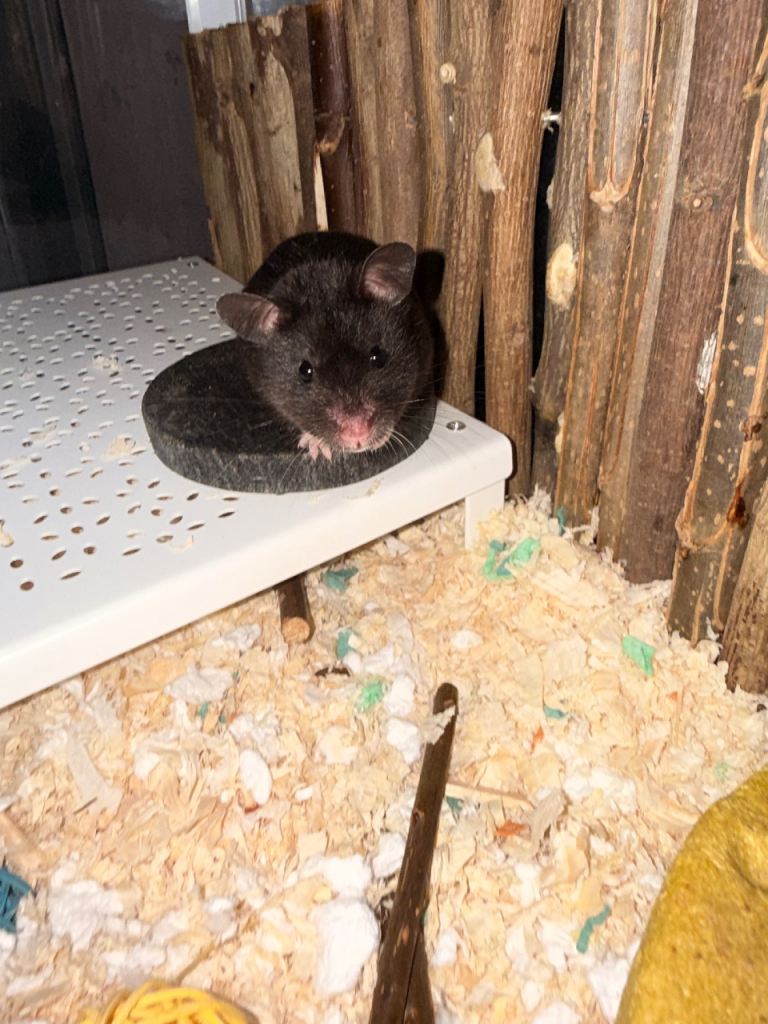 Hamster and set up 