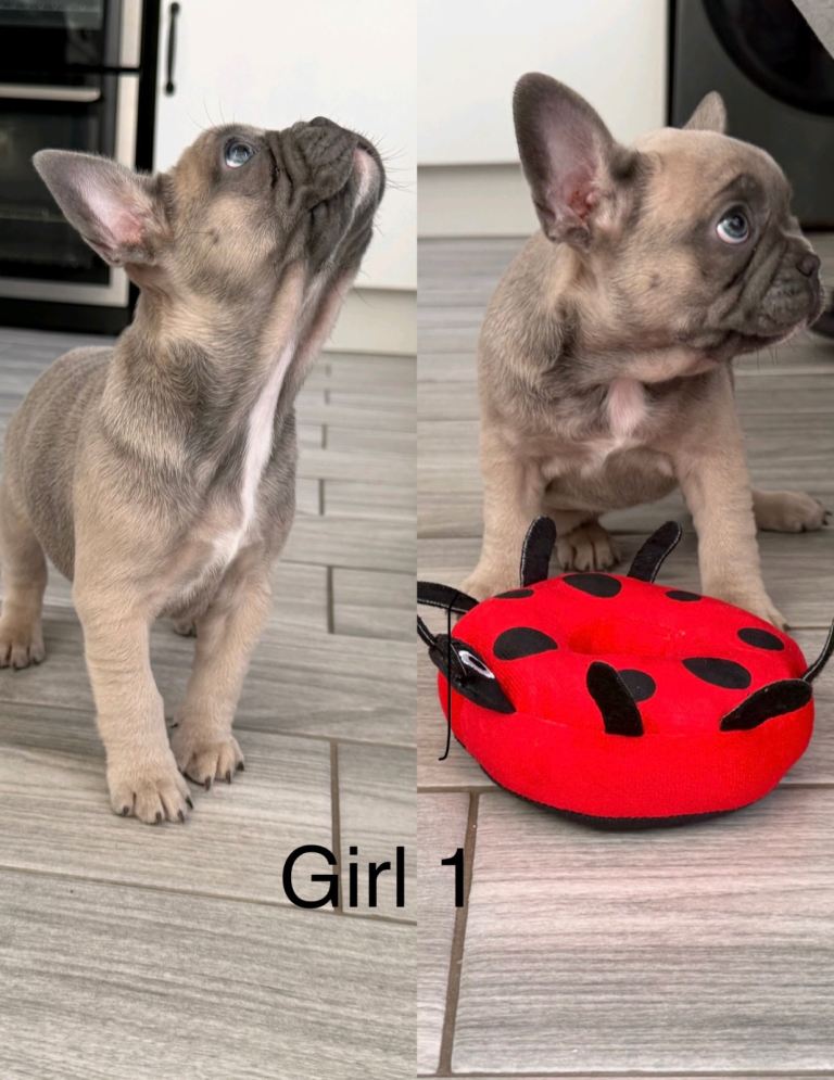 French Bulldog Puppies KC reg 