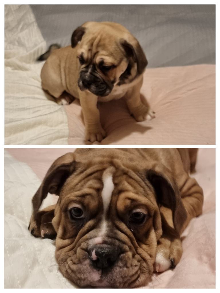 Olde english bulldog 