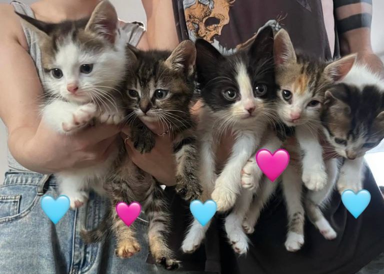 5 beautiful kittens ready now 