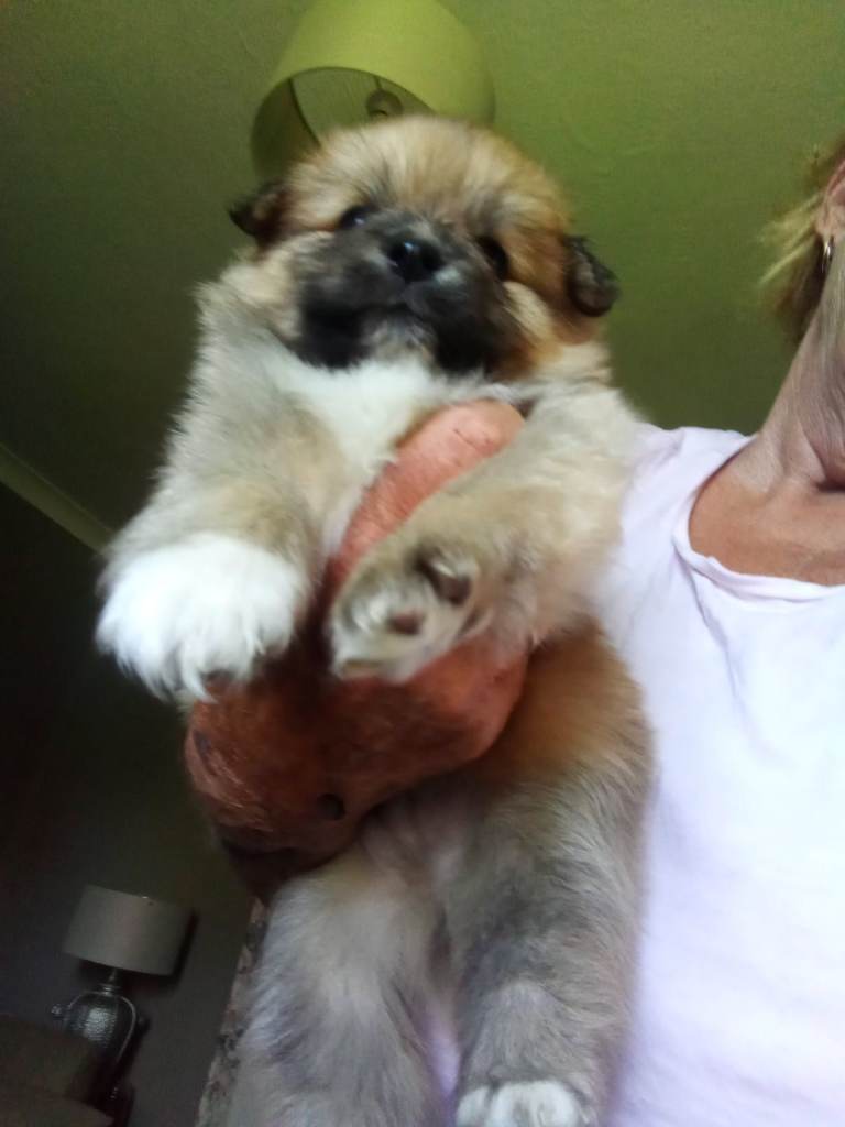 Pomeranian puppies 