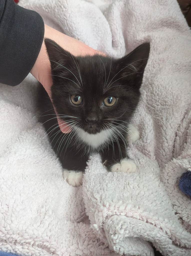 Female Kitten for sale. 