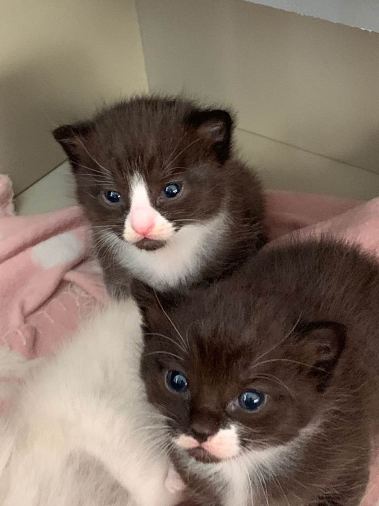 Beautifull Kittens for sale 1 last little one left 