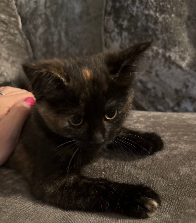 Gorgeous kittens ready to go now! 