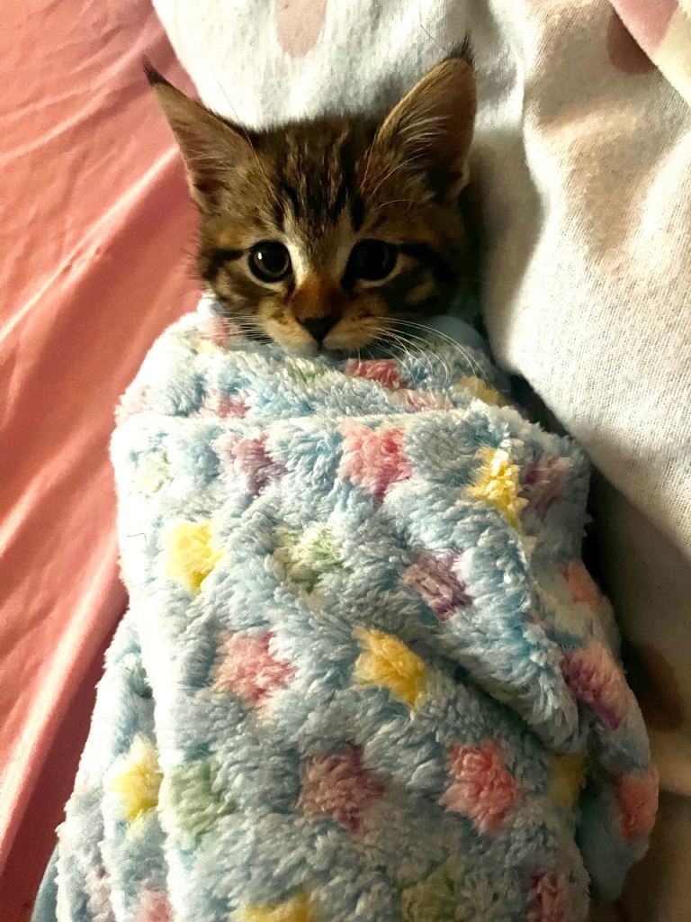 Beautiful little kitten needing a loving home 