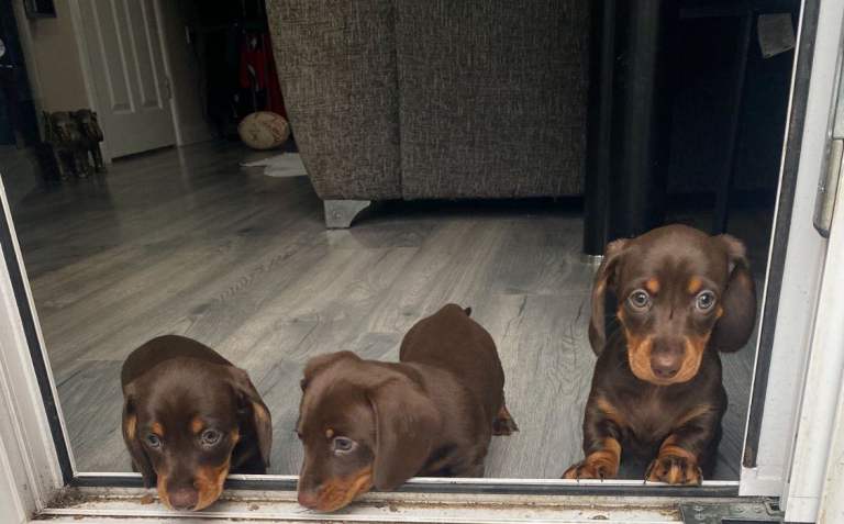 1 x boy miniature daschund