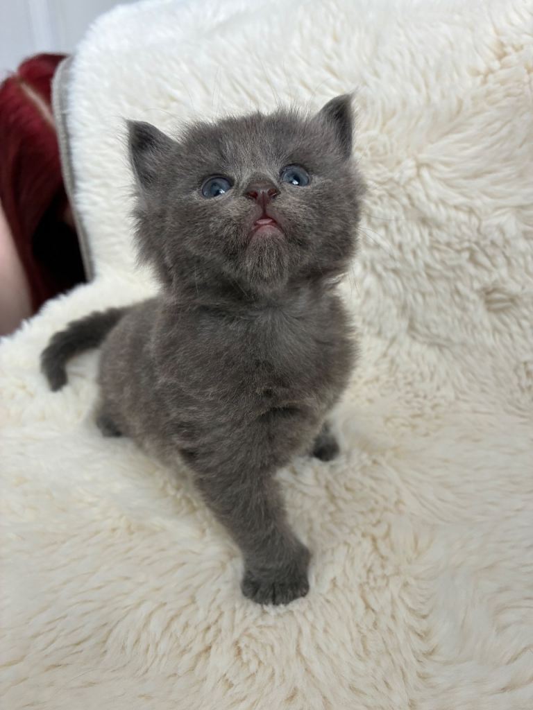 Norwegian Forest Cat x Scottish Straight