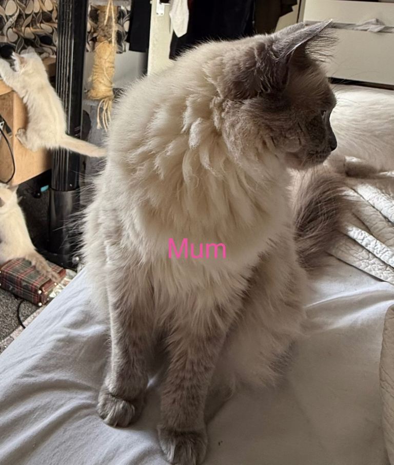 Beautiful kittens large parents 